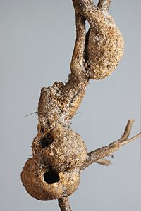 Ethonion corpulentum, larval host plant, Dillwynia hispida (PJL 2834), rhizome with 2 hatched galls (& stem galls of E. leai above), SE